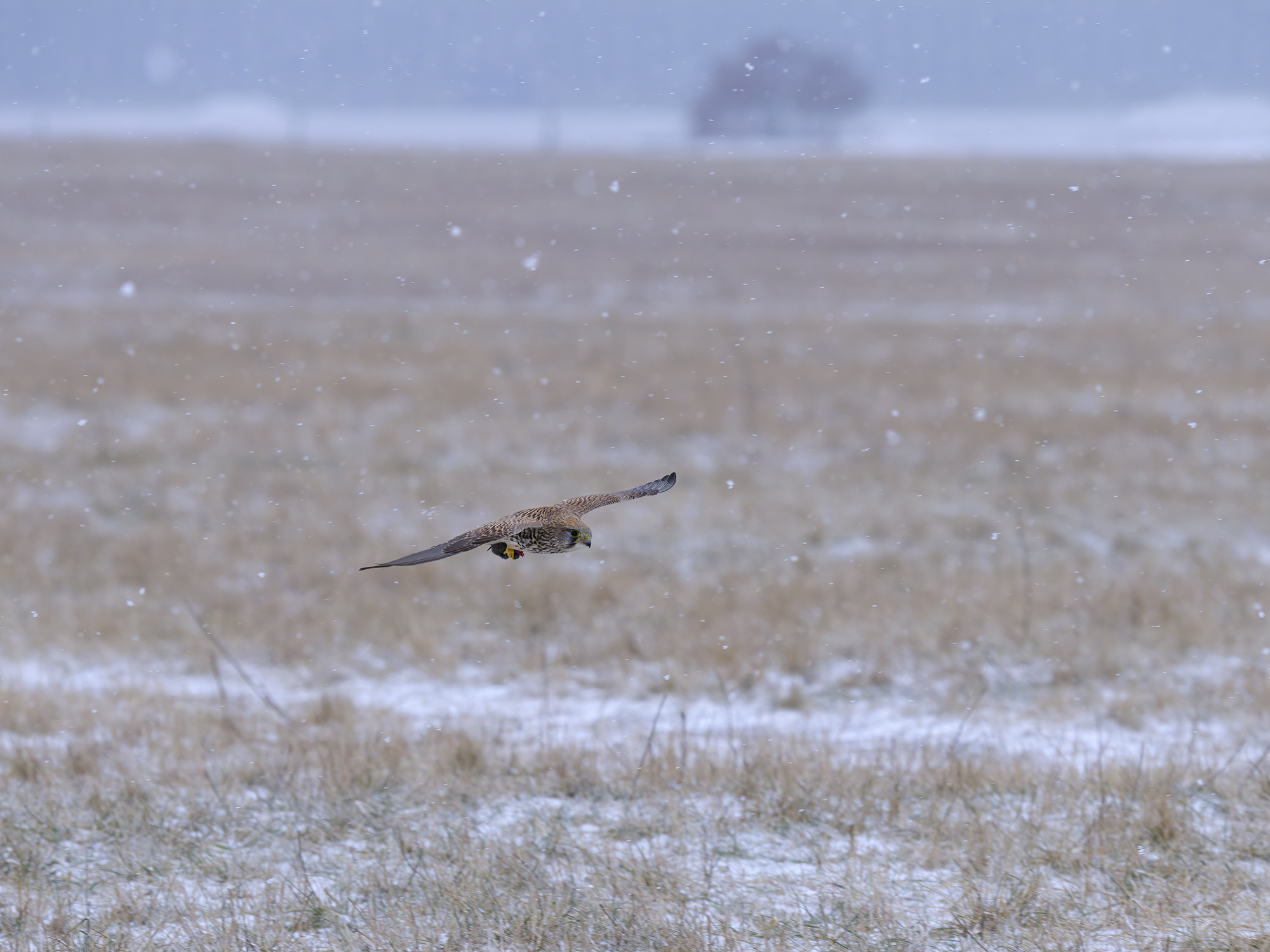 Das ist seine neue ...